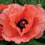 Double Pleasure Oriental Poppy