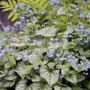 Brunnera Jack Frost