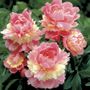 Paeonia Sorbet Peony