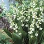 Convallaria Prolificans