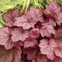 Heuchera Georgia Peach