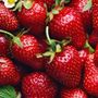 Fragaria Allstar Strawberry