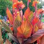 Canna Tropicanna&reg; Bulb