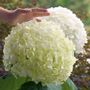 Hydrangea Incrediball&reg; Smooth Hydrangea