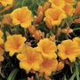 Hemerocallis Stella de Oro