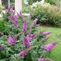 Buddleia Pugster Pinker&trade; Butterfly Bush