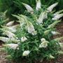 Buddleia Pugster White&reg; Butterfly Bush