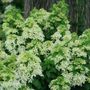 Hydrangea Quick Fire Fab&reg; Panicle Hydrangea