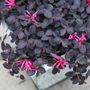 Loropetalum Jazz Hands Mini&reg; Chinese Fringe Flower