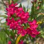 Nerium Austin Pretty Limits&reg; Oleander