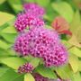 Spiraea Double Play&reg; Candy Corn&reg;