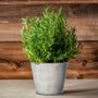 Rosemary Sensation Gift Plant