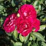 Magenta Magic 24-Inch Patio Tree Rose