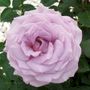 Koko Loko&trade; 24-Inch Patio Tree Rose