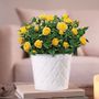 Yellow Rose Gift Plant