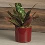 Croton Houseplant