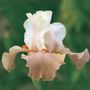 Iris Struck Twice Reblooming Bearded Iris
