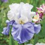 Iris Stairway to Heaven Bearded Iris