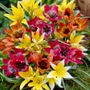 Tulipa Perennial Mix Tulip Bulbs