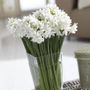 Narcissus Mammoth Paperwhite Bulbs
