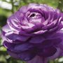 Ranunculus Double Purple Buttercup Bulbs