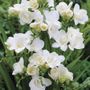 Freesia Double Blooming White Bulbs