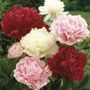 Paeonia Mixed Varieties Peony