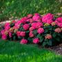 Hydrangea Endless Summer&reg; Summer Crush&reg; Bigleaf Hydrangea