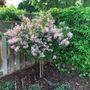 Syringa Dwarf Korean Lilac Tree Form