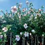 Hibiscus Red Heart Rose of Sharon Tree Form