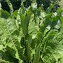 Armoracia Big Top Horseradish