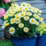 Leucanthemum Realflor&reg; Real Solar Shasta Daisy