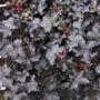 Heuchera Blackout Coral Bells