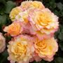 Hummingbird Floribunda Rose