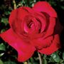Red Masterpiece Hybrid Tea Rose