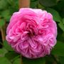 Louise Odier Bourbon Rose