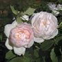 Madame Alfred Carriere Noisette Rose