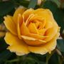 Alexs Lemonade Stand Grandiflora Rose