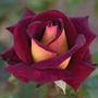 Dark Night&trade; Hybrid Tea Rose