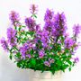 Agastache Sunrise&trade; Blue Hyssop