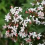 Abelia Sweet Emotion Blaze&trade;