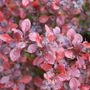 Berberis Sunjoy Really Red&trade; Barberry