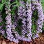 Buddleia Mop Top&trade; Butterfly Bush