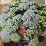 Hydrangea Fairytrail Fresco&trade; Cascade Hydrangea