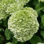 Hydrangea Powerball&trade; Panicle Hydrangea