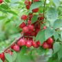Prunus Easy As Pie&trade; Bush Cherry