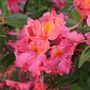Rhododendron Sweet Reward&trade; Coral Azalea