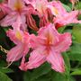 Rhododendron Sweet Reward&trade; Pink Azalea