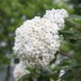 Viburnum Spice Cowboy&trade; Snowball Bush