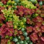 Sedum Tile&reg; Color Splash Stonecrop